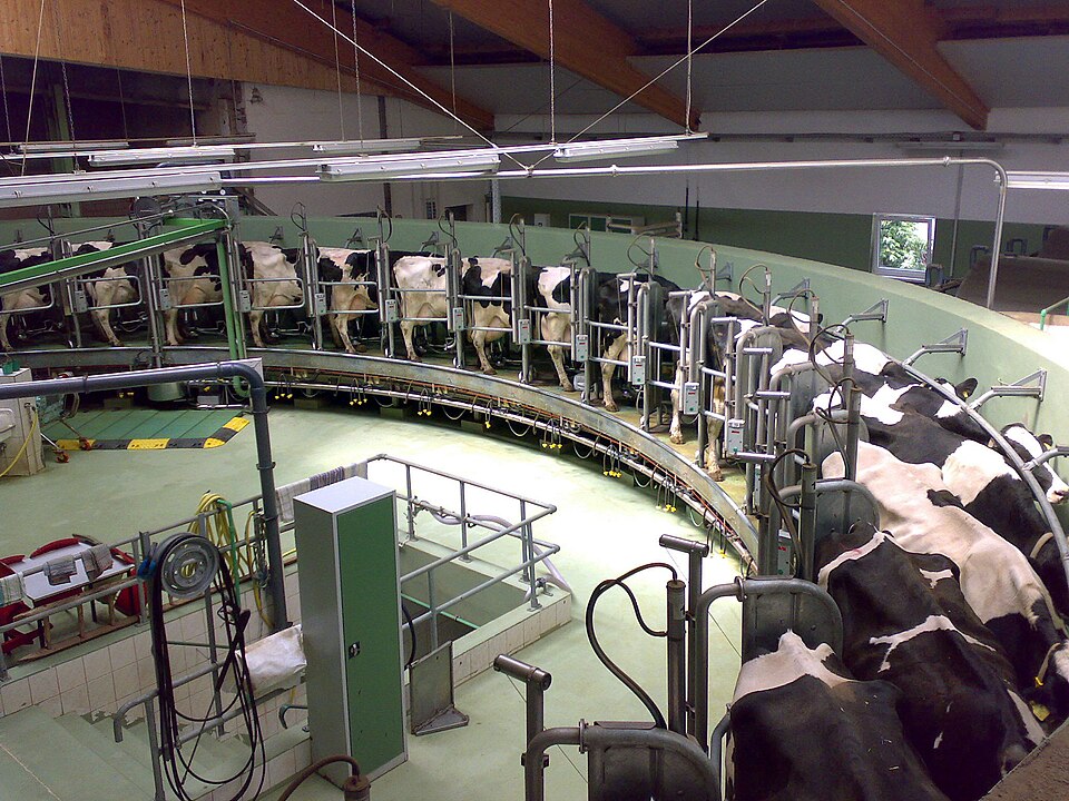 Automatic Calf Feeder