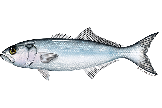 Automatic Fish Scaler