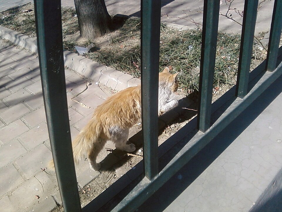 Automatic Pet Feeder