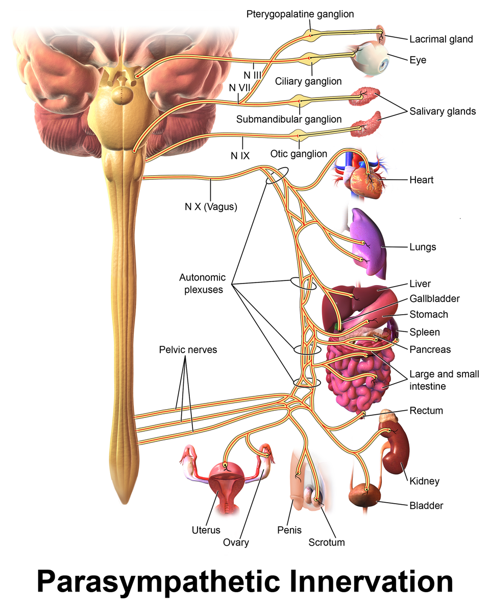 Biofeedback System