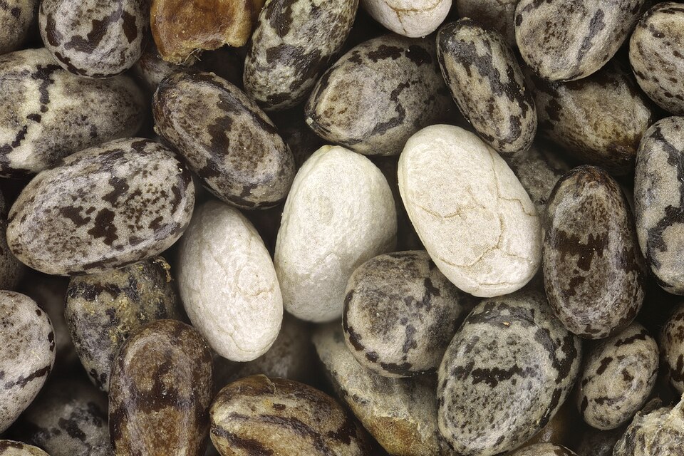 Cereal Coating System