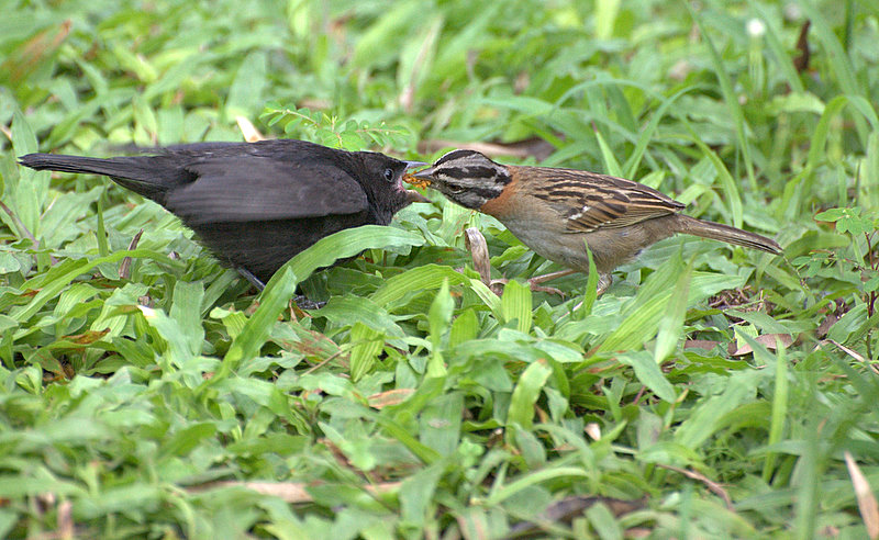 Chick Brooder