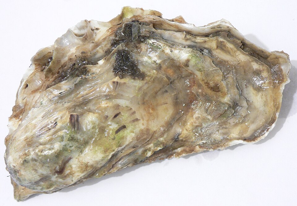 Clam Shucking Machine