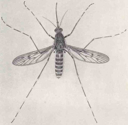 CO2 Mosquito Trap