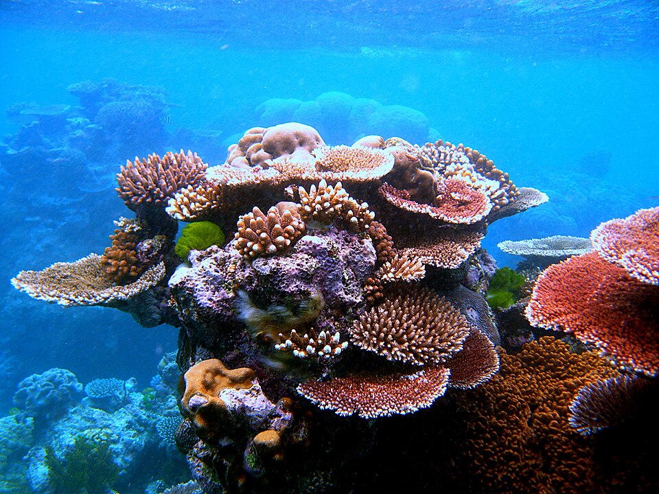Coral Propagation System