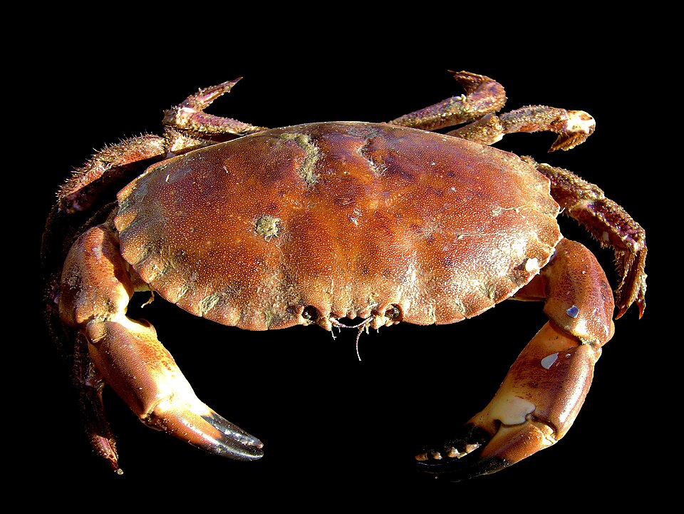 Crab Pot Hauler