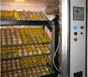 Egg Incubator