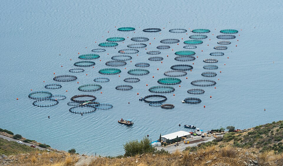 Fish Farm Cage