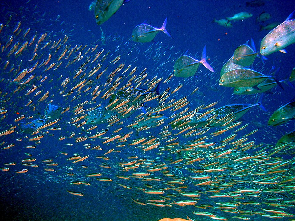 Fish Grader