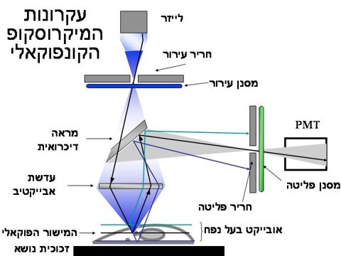 Confocal microscope S.jpg