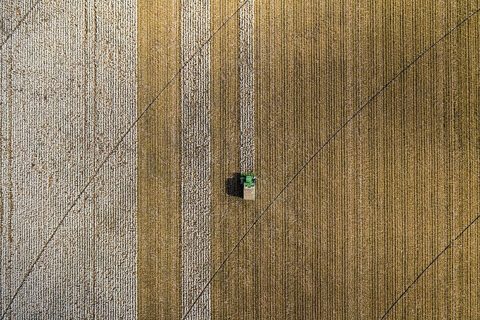 Aerial view of cotton harvester making vertical stripes in Batesville, Texas cotton field.jpg