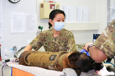 Military Working Dog Visits Army VET Clinic (6230473).jpg