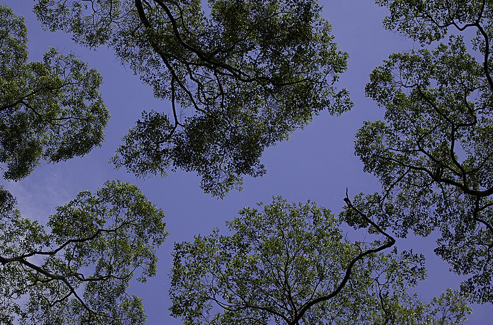 Canopy Light