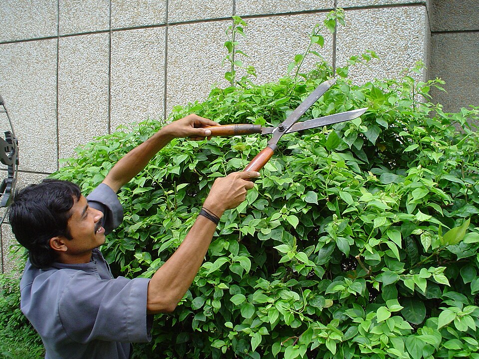 Hedge Trimmer