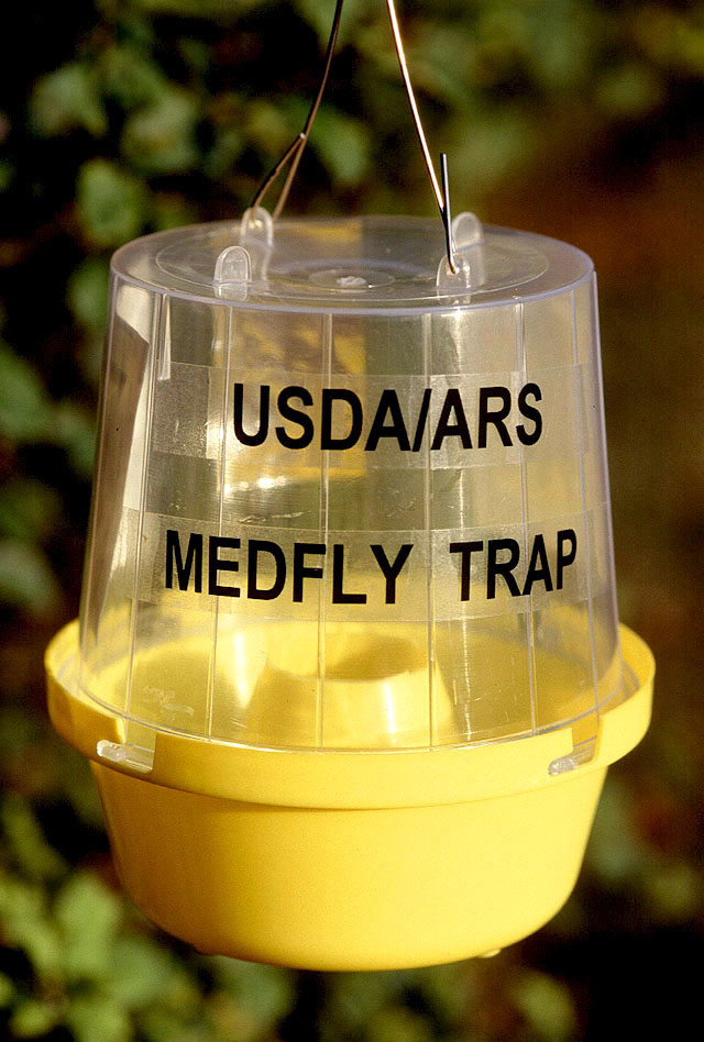 Insect Light Trap