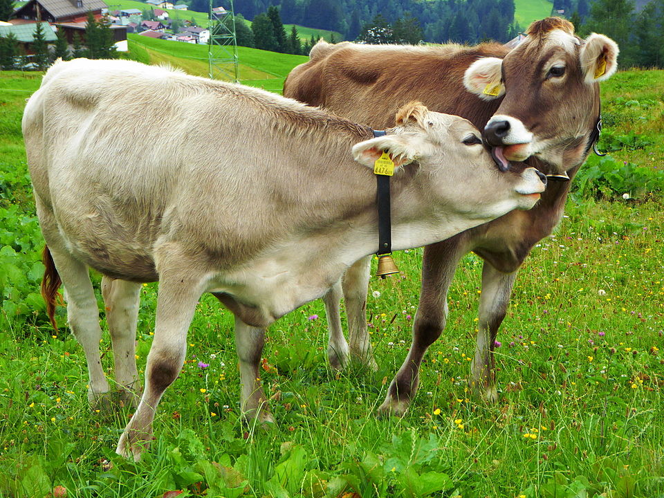 Livestock Scale