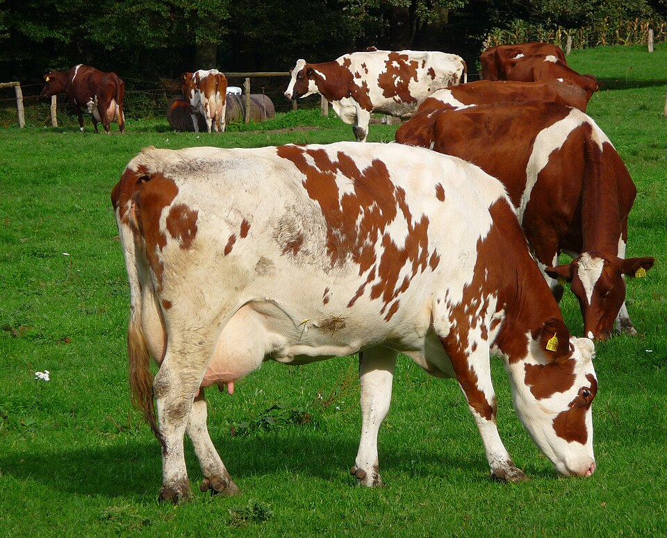 Manure Scraper System
