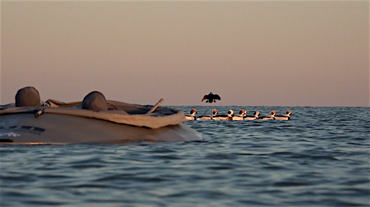 Motorized Duck Decoy