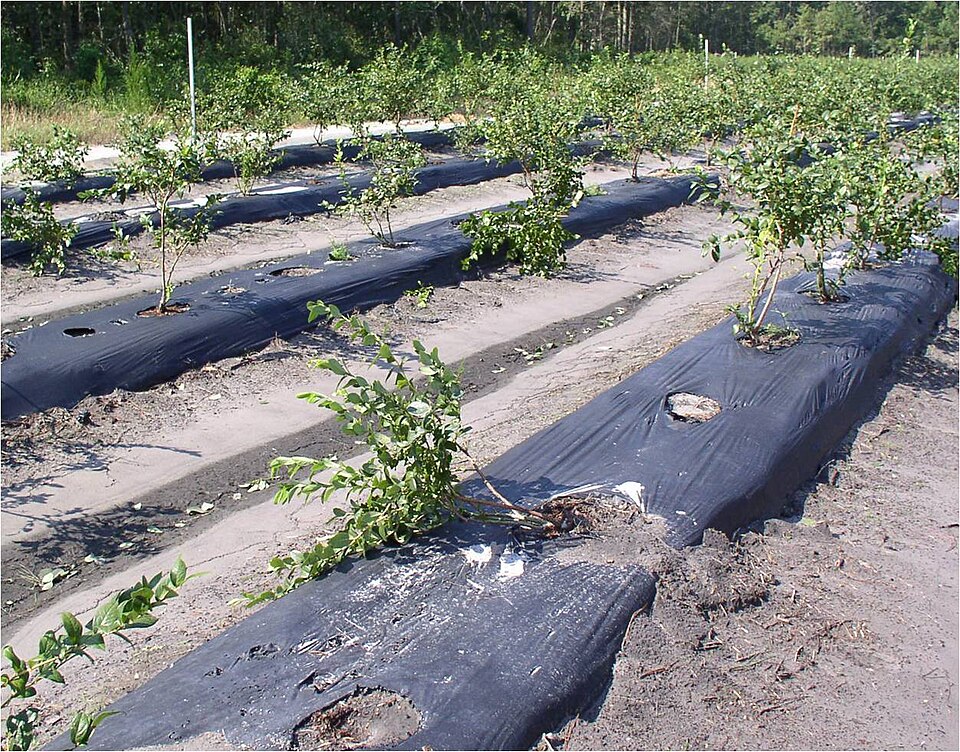 Plastic Mulch Layer