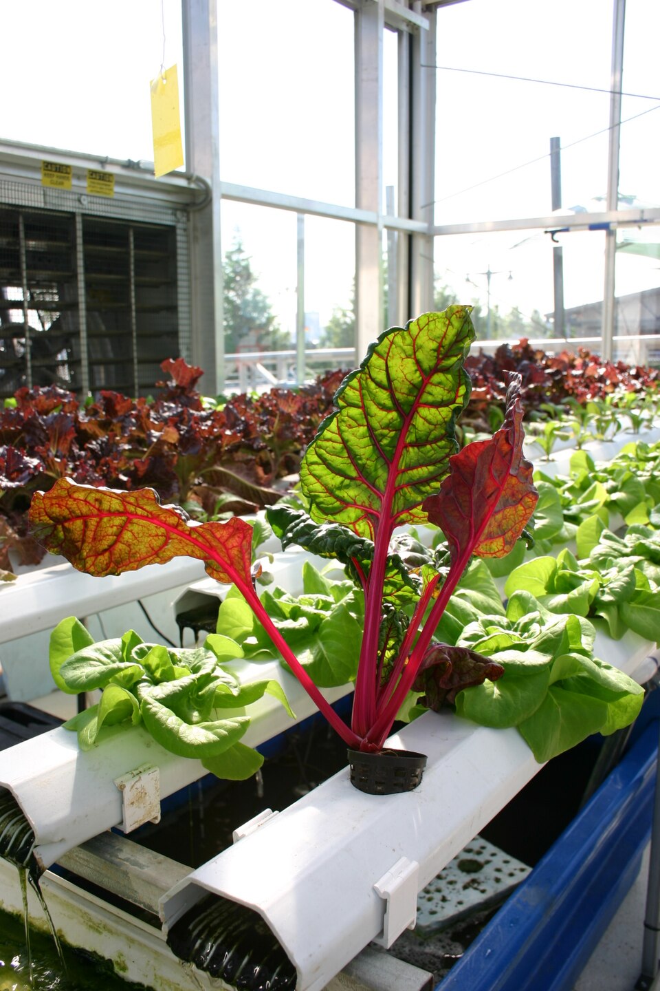 NFT Hydroponic System