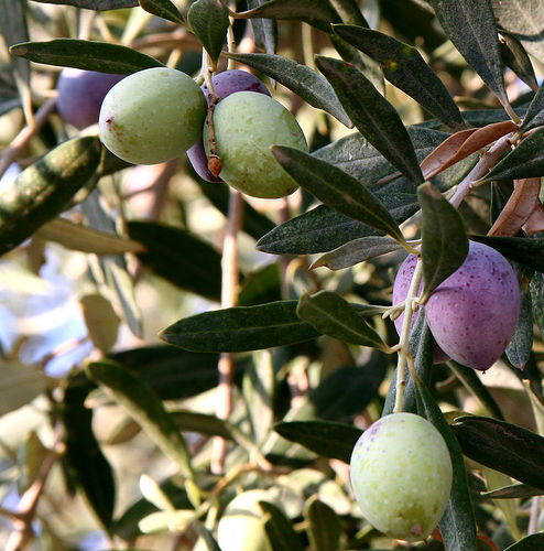 Olive Harvester