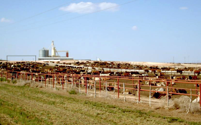 Feed Pellet Mill