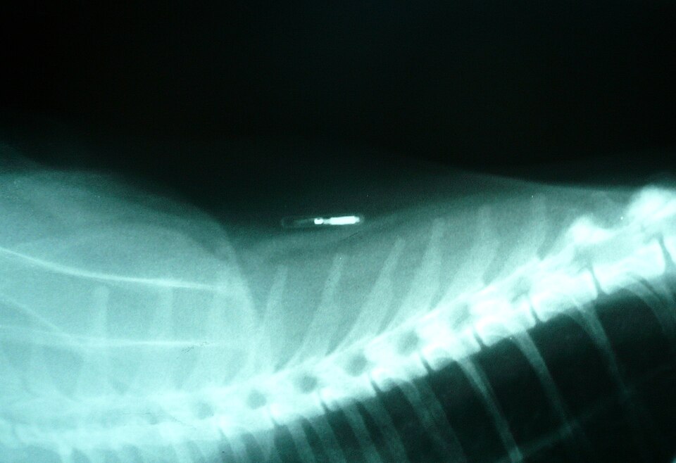 Pet Microchip Scanner
