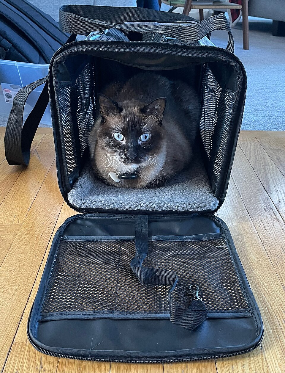 Pet Travel Carrier