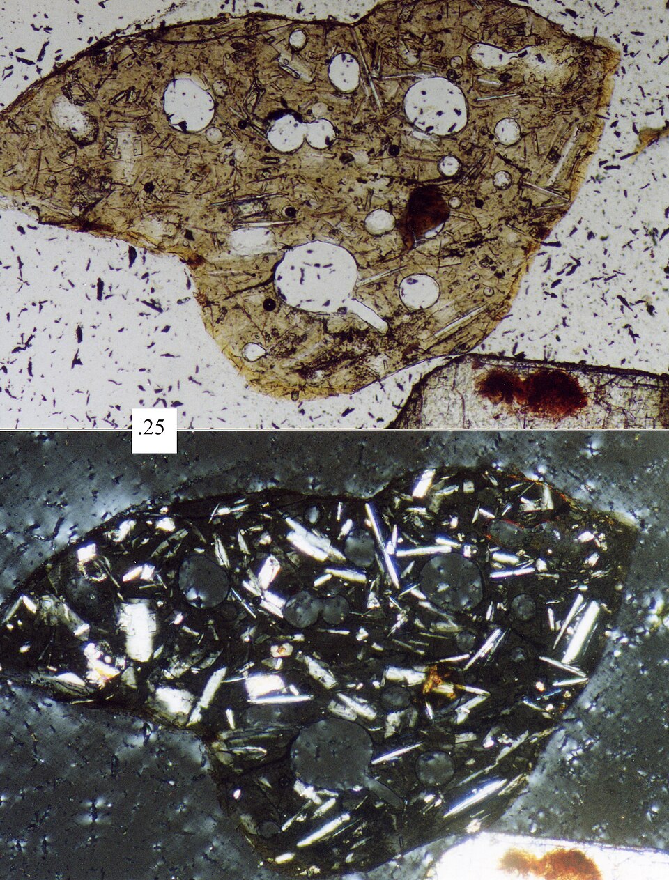 Polarizing Microscope