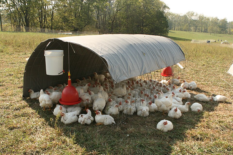 Poultry Feeding System