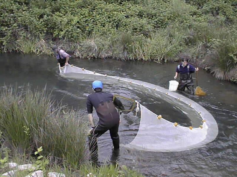 Purse Seine Net