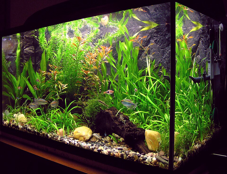 Quarantine Tank System