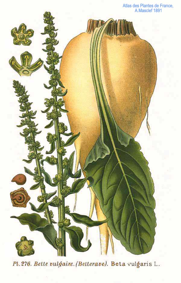 Sugar Beet Harvester