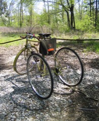 Adult Tricycle