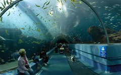 Aquarium Acrylic Tunnel