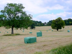 Large Square Baler: Implement that compresses hay or straw into dense rectangular bales