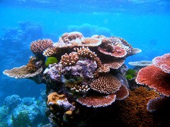 Coral Propagation System