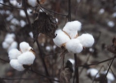 Cotton Stripper