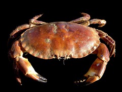 Crab Pot Hauler