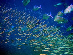 Fish Grader