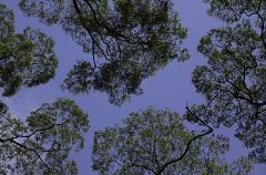 Canopy Light