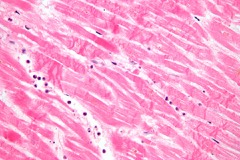 Histology Embedding Center