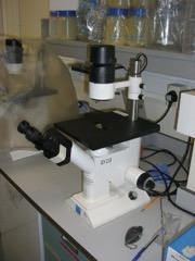 Inverted Microscope