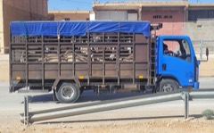 Livestock Truck