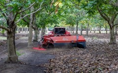 Nut Sweeper: Machine that sweeps fallen nuts into windrows for pickup