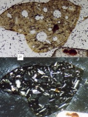 Polarizing Microscope