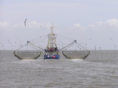 Purse Seiner: Fishing vessel that encircles schooling fish with a drawstring net