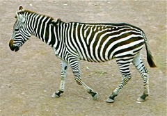Quadruped Robot