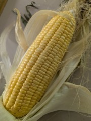 Corn / Maize