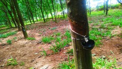 Natural Rubber Latex